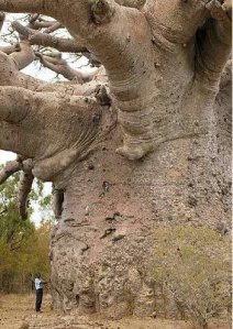 pohon_baobab