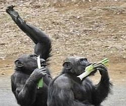 simpanse