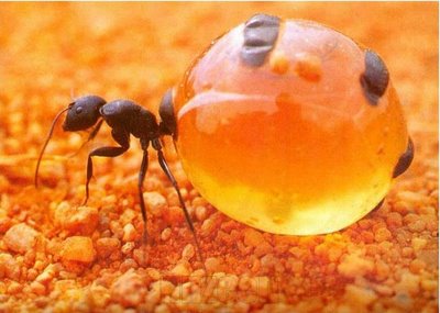 Honeypot_ant_1