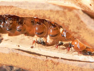 Honeypot_ant_3