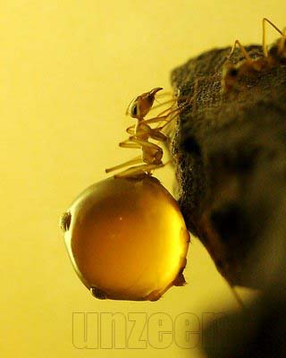Honeypot_ant_5